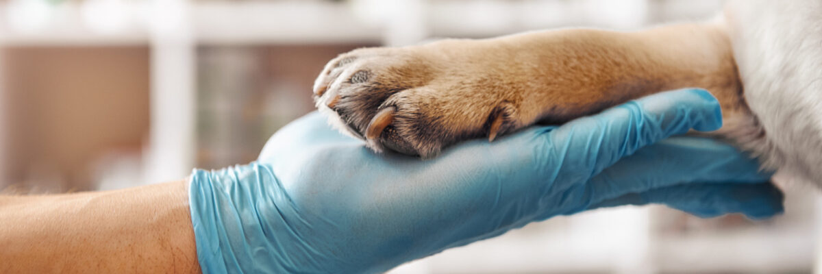 I am your friend. Hand of a veterinarian in a protective glove holding a paw of his patient during while working at veterinary clinic. Pet care concept. Medicine concept. Animal hospital